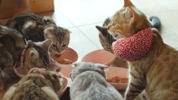 Lovely Gruppo Gattini Che Mangiano Cibo Gatti Nutrendo Gatto Con — Video Stock