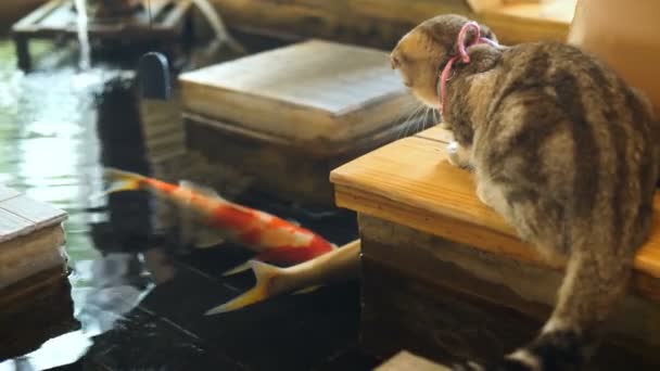 Little Love Tabby Cat Drinking Water Pond Looking Fancy Carp — Stock Video