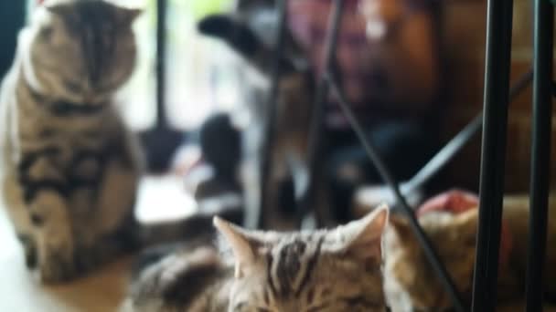 Mooi Aziatisch Meisje Voederen Kitten Kat Met Kattenvoer Vriend Familie — Stockvideo