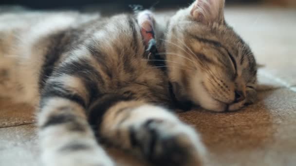 Gato Bonito Tabby Dormindo Com Doce Sonho Casa — Vídeo de Stock