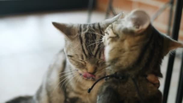 Lovely Tabby Cats Licking Each Other — Stock Video