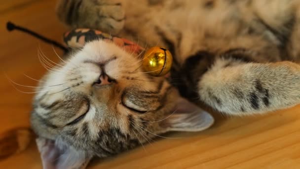Süße Gestromte Katze Schläft Mit Süßem Traum Hause — Stockvideo