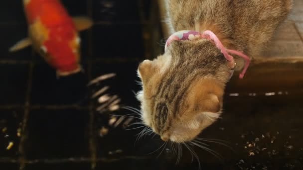 Little Love Chat Tabby Boire Eau Étang Recherche Poissons Carpe — Video