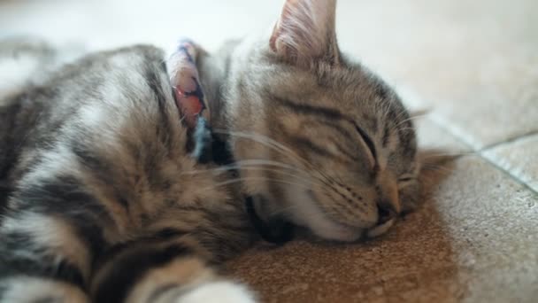 Cute Tabby Cat Sleeping Sweet Dream Home — стоковое видео