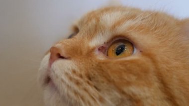 4k yakın ararken zencefil kedi gözleri kadar
