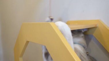 4k kedi kovalamak ve bir kedi oyuncakla oynamak komik kedi an