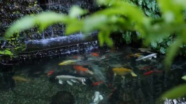 4 k Japon fantezi sazan balık gölde yüzüyor