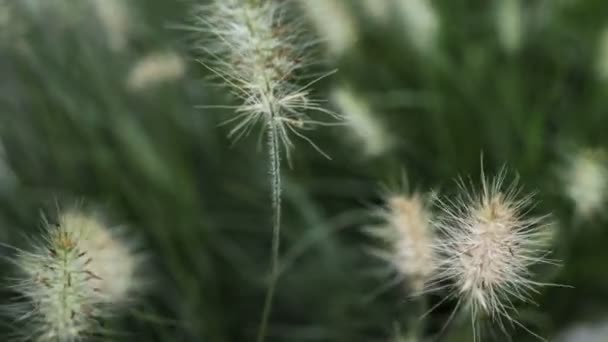 風と緑の草の のソフト フォーカス — ストック動画