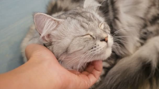 Mão Pessoas Joga Com Lindo Gato Persa Tabby — Vídeo de Stock