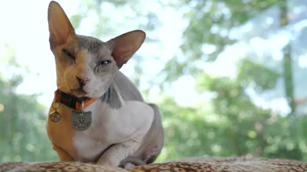 Canadian Sphynx Gato Durmiendo Con Dulce Sueño Casa — Vídeos de Stock