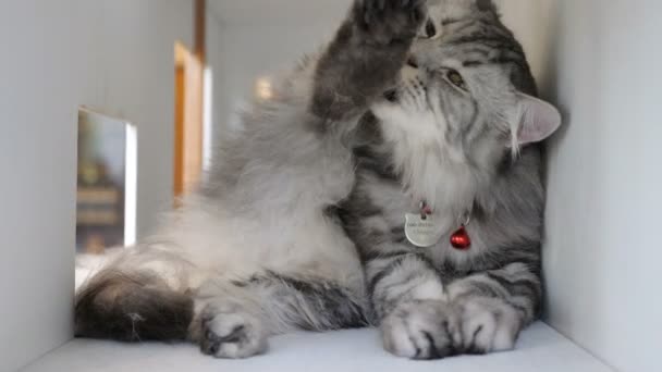 페르시아 줄무늬 고양이 — 비디오