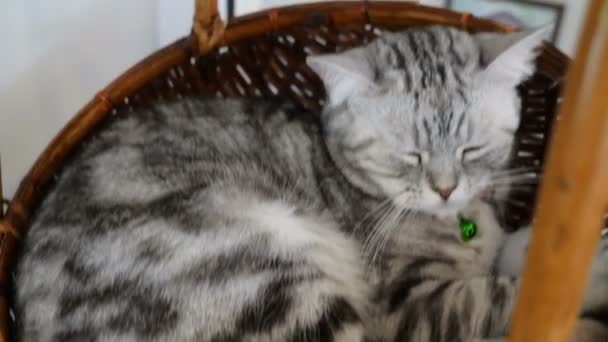 Mão Pessoas Joga Com Lindo Gato Persa Tabby — Vídeo de Stock