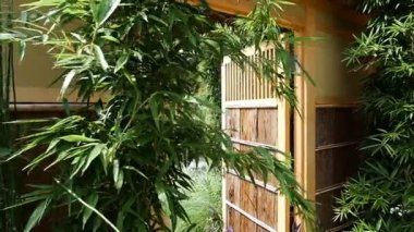 Japon Bahçe bahar ağır çekim