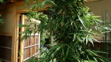 Japon Bahçe bahar ağır çekim