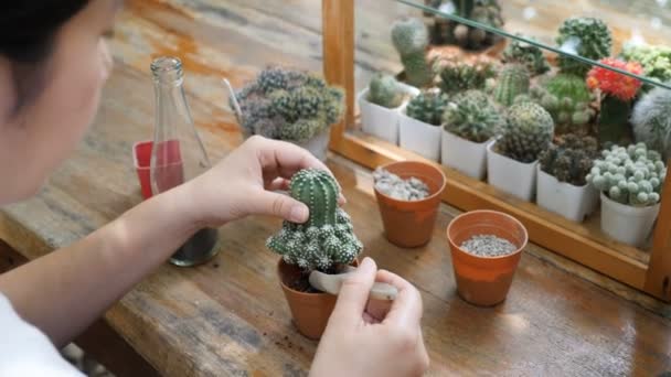 Handen Van Vrouw Cactus Planten Tafel — Stockvideo