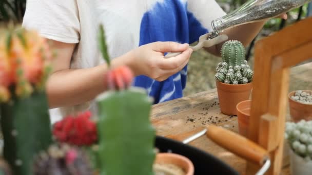 Handen Van Vrouw Cactus Planten Tafel — Stockvideo