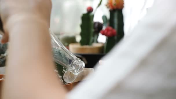 Hands Woman Planting Cactus Table — Stock Video