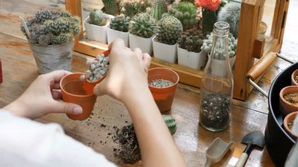 在餐桌上种植仙人掌的妇女手 — 图库视频影像