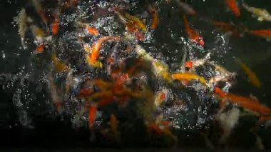 Ağır çekim fantezi sazan balık gölde yüzüyor