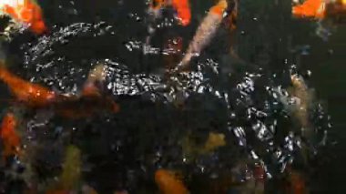 4k: süslü sazan balık gölde Yüzme