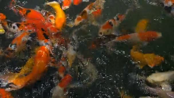 慢动作花式鲤鱼鱼在池塘里游泳 — 图库视频影像