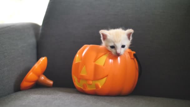 Movimento Lento Gatinho Bonito Tabby Escondendo Dentro Balde Abóbora Laranja — Vídeo de Stock