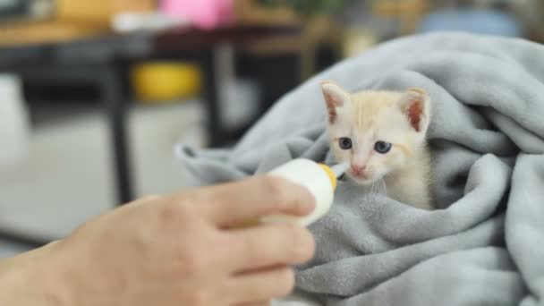 Cámara Lenta Manos Humanas Sosteniendo Alimentando Hambre Lindo Adorable Gatito — Vídeos de Stock