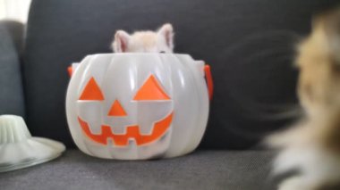 Mutlu Cadılar Bayramı, kabak kova içinde saklanıyor 4 k sevimli tabby yavru kedi