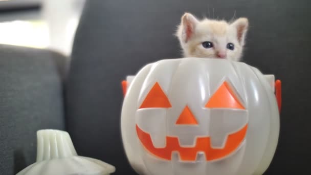かわいいとら子猫 幸せなハロウィーンのカボチャ バケツの中に隠れて — ストック動画