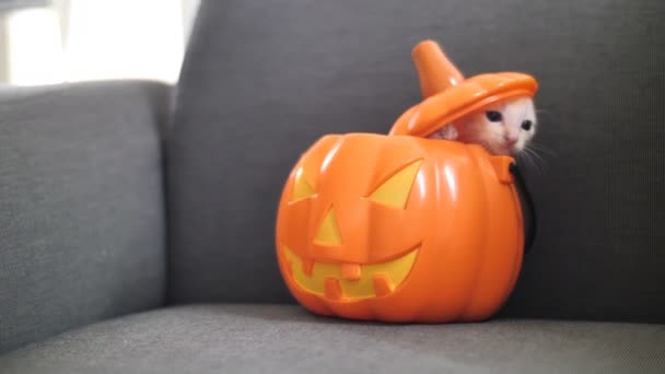 Cute Tabby Kitten Hiding Pumpkin Bucket Happy Halloween — Stock Video