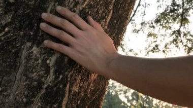 Yavaş hareket 4k insan ormandaki bir ağaç gövdesi dokunmadan el kapatın. İnsan, Doğa ve çevre hakkında bakmakta olduğunu.