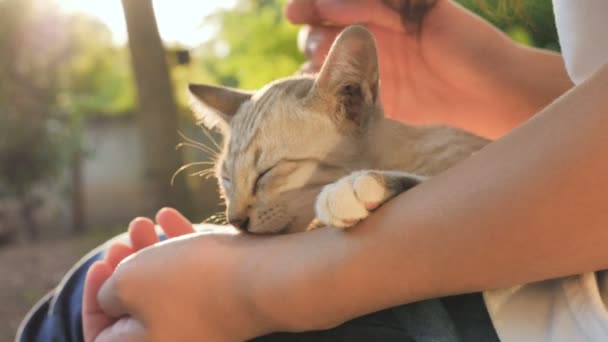 慢动作4K 可爱的亚洲女孩玩睡觉可爱的胖乎乎的猫在阳光明媚的日子 — 图库视频影像