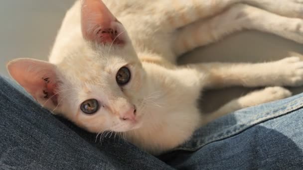 Lovely Kitten Rest Person — Stock Video