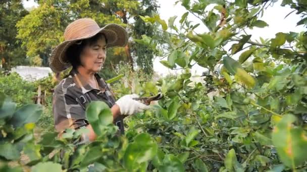 Feliz Agricultor Senior Asiático Cosechando Lima Verde Fresca Orgánica Granja — Vídeos de Stock