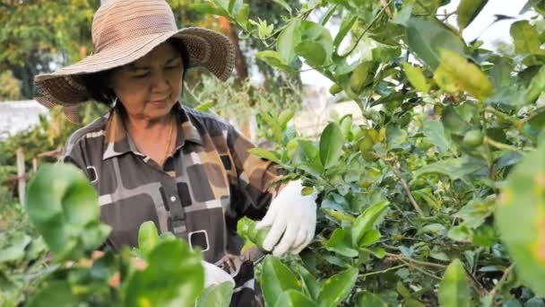 Feliz Agricultor Senior Asiático Cosechando Lima Verde Fresca Orgánica Granja — Vídeo de stock