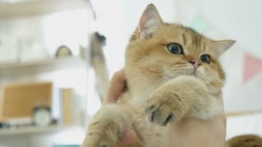 4 k kedi sahibi onun tabby yavru kedi ile oynarken