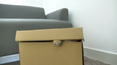 4 k sevimli yavru kedi kutunun içini gizleme