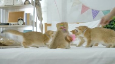 küçük şirin kedi kedi oyuncak yatağa oynayan 4k sürüsü