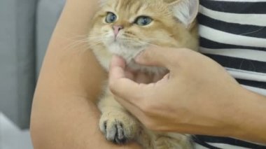 4 k kedi sahibi onun tabby yavru kedi ile oynarken