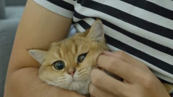 Gato Propietario Jugando Con Tabby Gatito — Vídeos de Stock