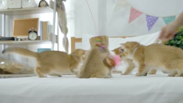 Csomag Kis Aranyos Macska Játék Játék Macska Ágyon — Stock videók