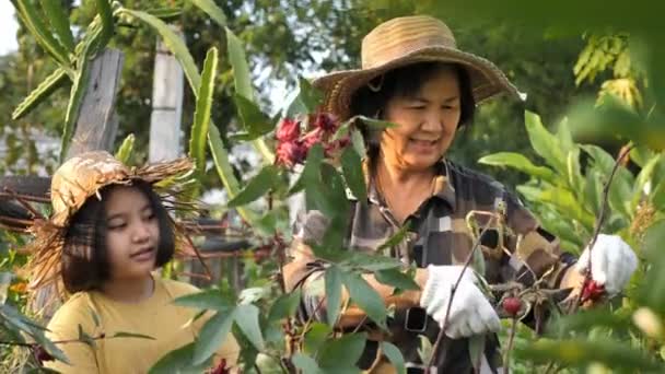 Feliz Asiática Mayor Agricultor Niña Cosechando Orgánico Roselle Rojo Fresco — Vídeo de stock