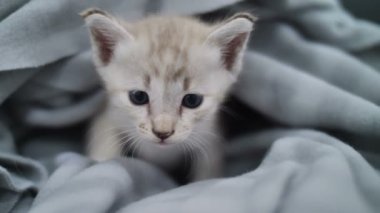 Çarşafın altında oynayan 4 k güzel tabby yavru kedi