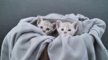 Çarşafın altında oynayan 4 k güzel tabby yavru kedi