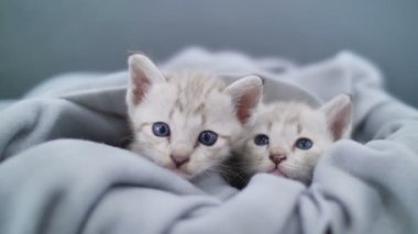 Çarşafın altında oynayan 4 k güzel tabby yavru kedi