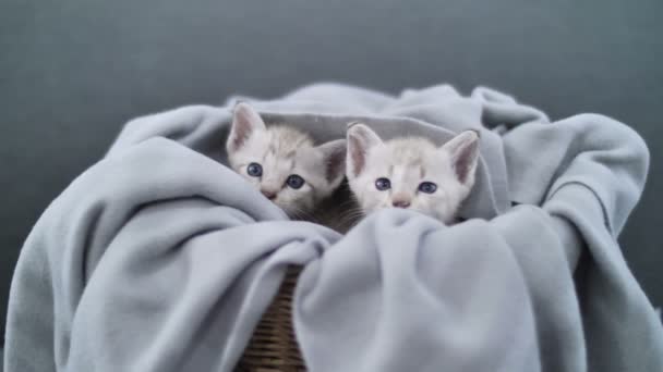 Lovely Tabby Kitten Playing Sheet — Stock Video