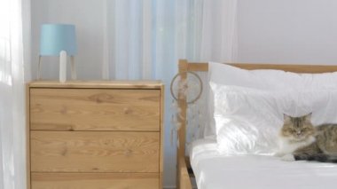 4 k Farsça kedi temiz üzerinde bırakmasını ve güneş ışığı sadece yatak odası