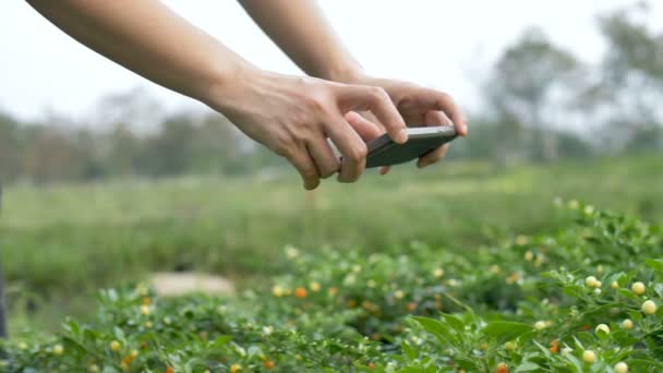 Agricoltore Asiatico Tramonto Giardino Scattare Foto Piante Una Fotocamera Smart — Video Stock