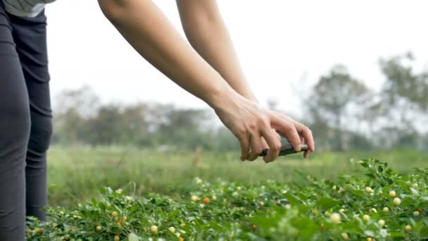 Agricoltore Asiatico Tramonto Giardino Scattare Foto Piante Una Fotocamera Smart — Video Stock