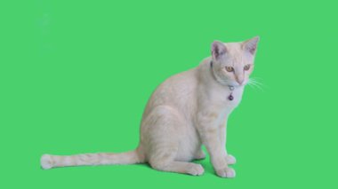 4 k Tabby yavru kedi oturma ve chroma anahtar arka planda, yeşil ekran etrafa